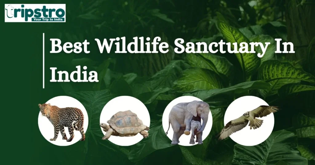 Best Wildlife Sanctuary In India