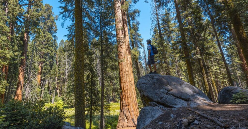 Sequoia National Park