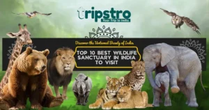 Read more about the article Top 10 Best Wildlife Sanctuary In India To Visit