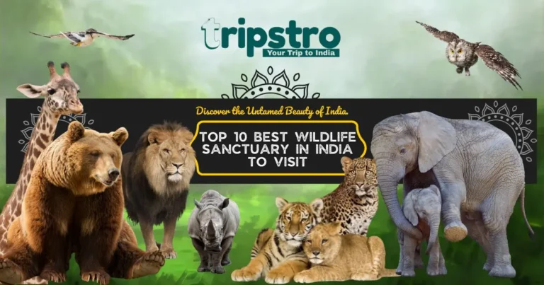 Read more about the article Top 10 Best Wildlife Sanctuary In India To Visit