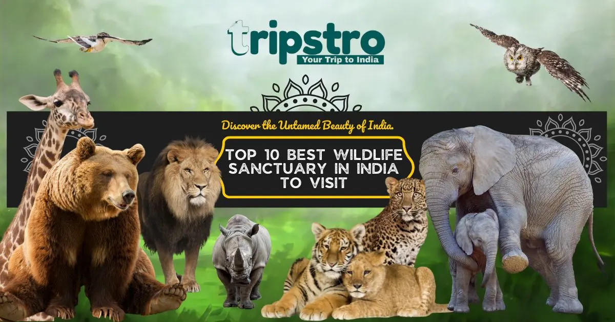 You are currently viewing Top 10 Best Wildlife Sanctuary In India To Visit