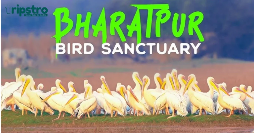 Keoladeo-Bird-Sanctuary-Complete-Guide
