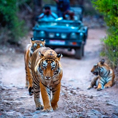 Golden Triangle Tour with Ranthambore 